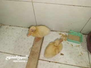  4 قفص مع بطتين   للبيع المستعجل