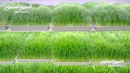  1 استنبات شعير  شعير مستنبت Sprouted   صواني استنبات شعير Barley germination barley