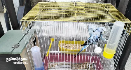  5 جوز طيور إنجليزي مفتل مع قفص بسعر مغري