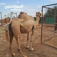  5 بوش للبيع سلاله طيبه