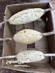  2 عسل سدر بو طويق