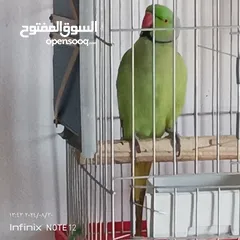  2 ببغاء دره هندي و كوكتيل