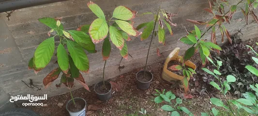  1 شتل افوكادو