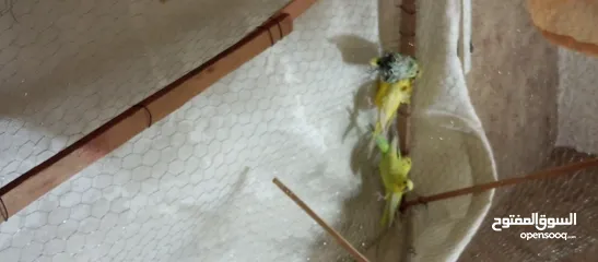  6 جوز عصافير حب