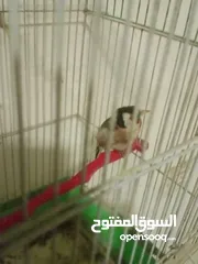  7 حسون ترابي حامي وفحل جلب جالي