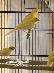  3 مخاليف كنار الحبة ع 7 والكوم 6 (((نهاايتهم)))