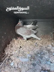  2 زغاليل حجم كبير