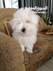  6 ذكر وانثى  فرنش تيرير عمر شهرين الأنثى والذكر سنتين puppy 2-months - French Terrier female & boy