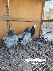  1 زوج كشكي فول مخاليف ونثية زاز زاجل ودشي 40 الف