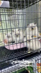  3 قطط  للبيع في عمان
