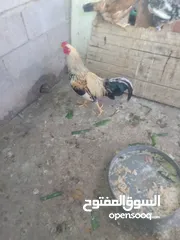  1 دجاج للبيع