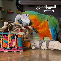  1 lovely Parrots