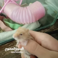  3 هامستر اللونغ هير و شورت هير عدد 4 عمر شهر للبيع  سعر الواحد 6 الجوز 10