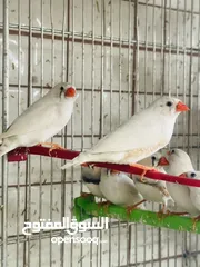 2 عرض خاص طيور الجنة