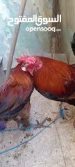  12 ديكين للبيع
