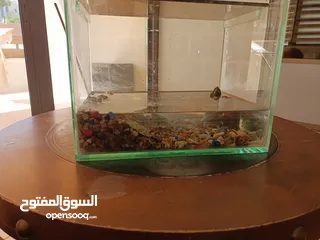  2 سلاحف برمائية