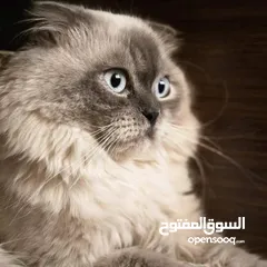  1 قطط لتزاوج