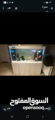  1 حوض سمك اجنبي