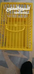  6 طيور حب [بادجي] 2 متوالفات و نشاط و نظافه تبارك الله .........