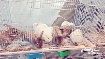  3 RABBITS FOR SALE