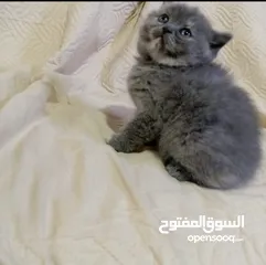  8 نشتري قطط سكوتش وبريتش الإعمار من شهرين ل3