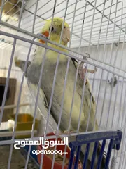  6 جوز كوكتيل للبيع في معان الجوز شغالات وفي معاهن أفراخهم السعر من الاخر