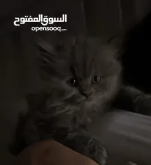  11 قط شيرازي جميل للبيع