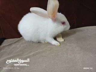  1 ارانب كيوت للبيع حبه على اربعه نظافه كيوت للاطفال غير شامل توصيل نظافه تربيه منزليه يوجد كميه