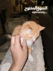  1 قطه للبيع العمر شهرين