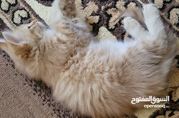  1 قط شيرازي فارسي