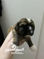  4 Shih tzu Available!! (1month old & 4months old)