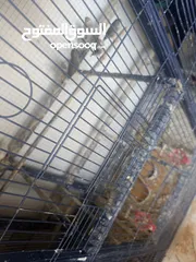  5 طيور جنه مع قفص حديدي قوي جدا بسعر مغري جداً