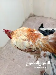  1 بيع  ديك محلي