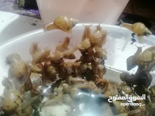  2 حلزون أفريقي