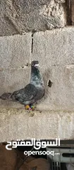  7 فحل قرقاطي لابيع