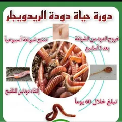  12 دود فيرمي كومبوست خليط بين دود الريدويجلر ودود التايجر وورم
