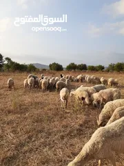  1 أغنام و ماعز واضاحي و عقق