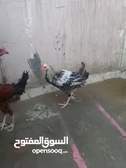  2 دجاج بلدي للبيع