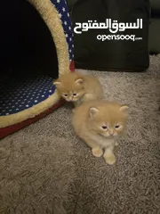  7 Turkish Angora cat with kids