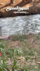  5 انثى لعوبه ونضيفه  عمرها سنه ونص للتواصل ع الواتس
