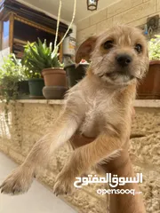  5 ‎ للبيع: جراء شيواوا صغيرة الحجم – شكل فاخر