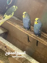  2 طيور حب للبيع مع الاقفاص