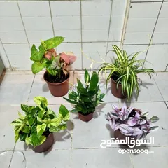  23 indoor airpurify plants