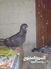  8 ثلث طواير للبيع
