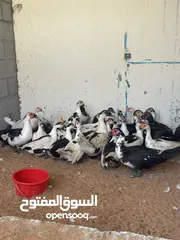  2 بط مصري انتاج العزبه