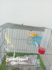  12 جوز دره شغالات انتاج