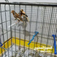  5 3 فراخ كنار