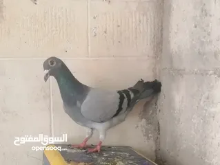  3 طيره زاجل زرقا محترمه