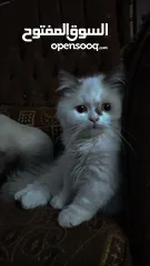  2 قطه هملايا مكس سكوتش  انثى