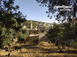  1 ارض نص دونم مخدومة ومسورة في وسط قرية عين جنة (عجلون) تصلح للبناء والزراعة  قريبة من الخدمات